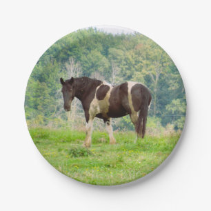 American Painted Horse in a Field  Paper Plates