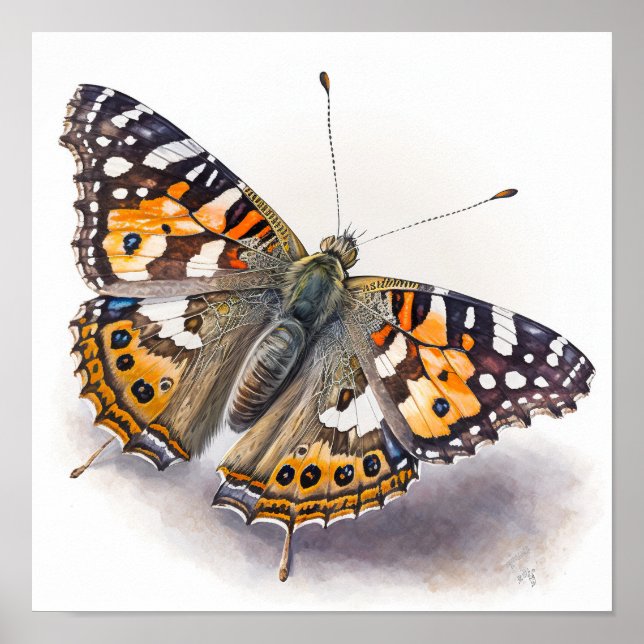 American Painted Lady Art Print Poster (Front)