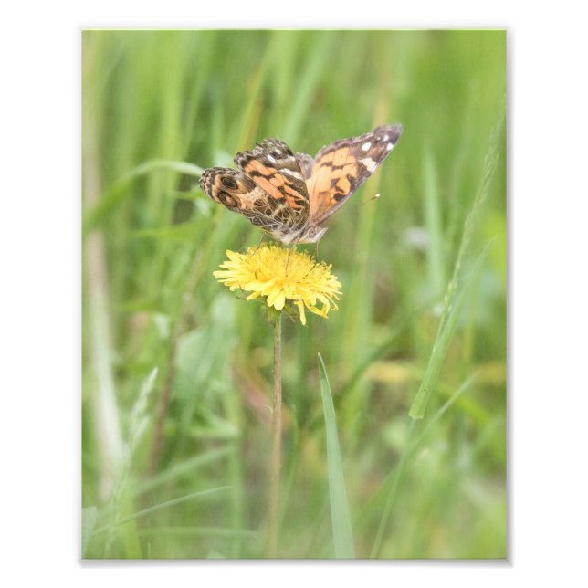 American Painted Lady Butterfly Photo Print (Front)