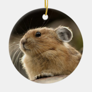 American Pika Ceramic Ornament