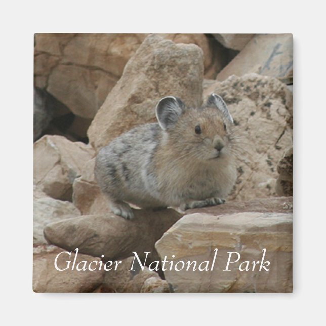 American Pika, Glacier National Park Magnet (Front)