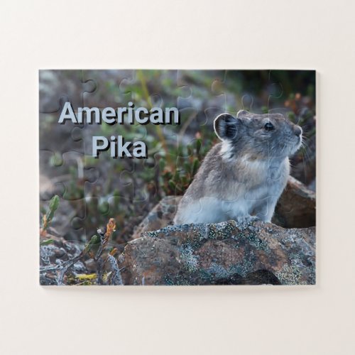 American Pika Hidden in Rocks Jigsaw Puzzle