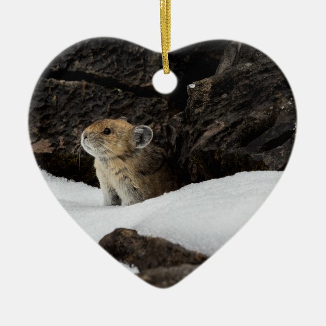American Pika in the Snow with Heart-Shaped Ceramic Ornament (Front)