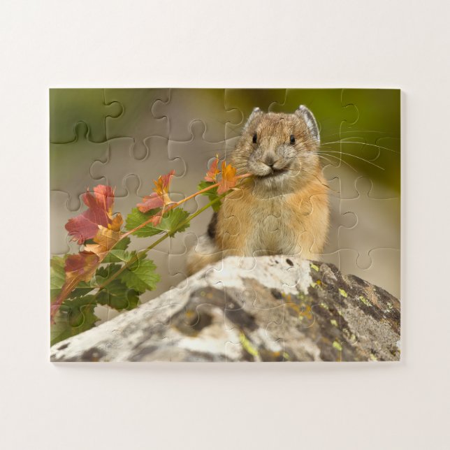 American pika Jigsaw Puzzle  (Horizontal)