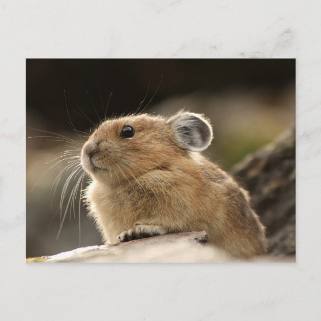 American Pika Postcard (Front)