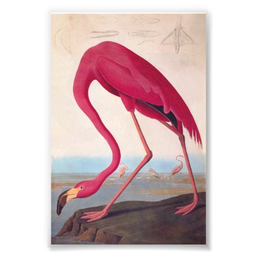 American Pink Flamingo Audubon Vintage Bookplate Photo Print