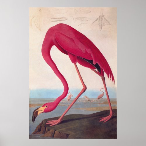American Pink Flamingo Audubon Vintage Bookplate Poster