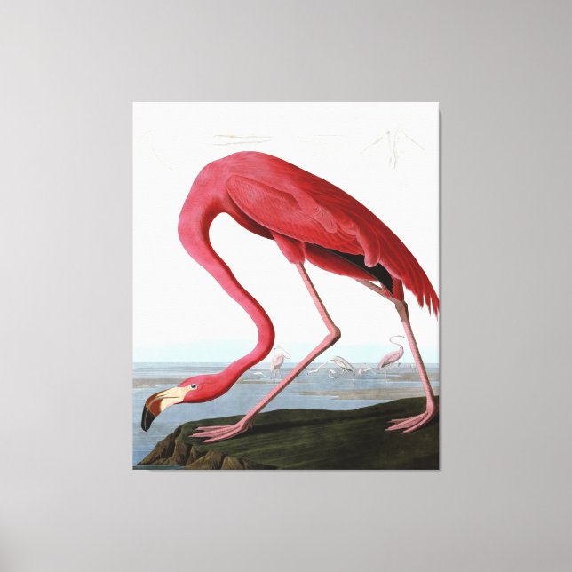 American Pink Flamingo Gift Lover| Sketch Flamingo Canvas Print (Front)