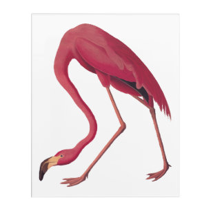 American Pink Flamingo Vintage Art Bookplate