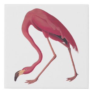 American Pink Flamingo Vintage Art Faux Canvas Print