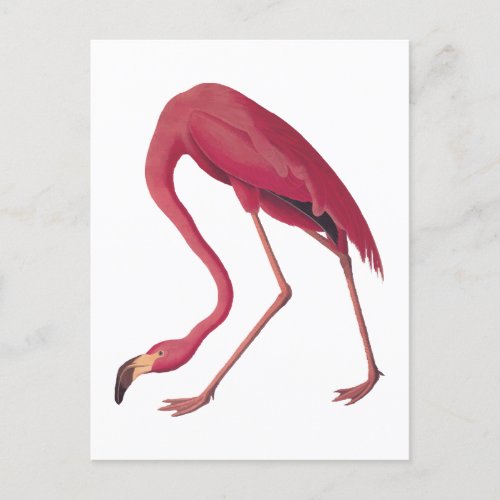 American Pink Flamingo Vintage Art Postcard