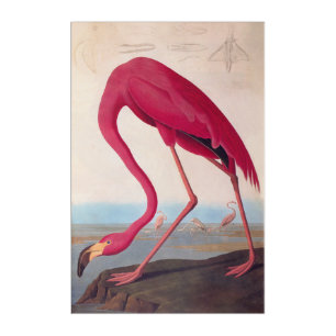 American Pink Flamingo Vintage Audubon Bookplate Acrylic Print