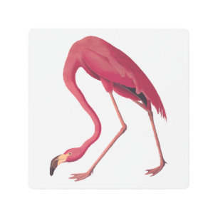 American Pink Flamingo Vintage Metal Print