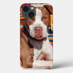 American Pit Bull lying on blankets iPhone 13 Case