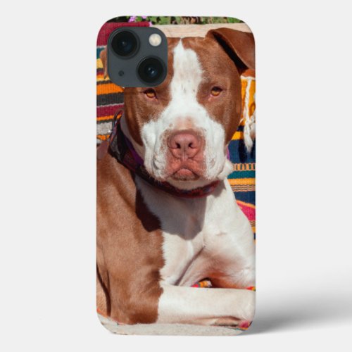 American Pit Bull lying on blankets iPhone 13 Case