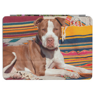American Pit Bull lying on blankets iPad Air Cover