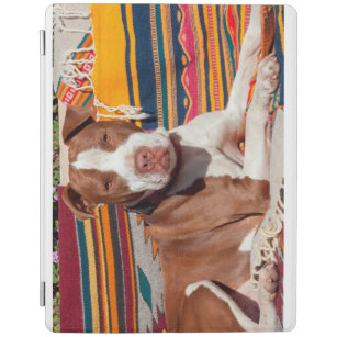 American Pit Bull lying on blankets iPad Smart Cover