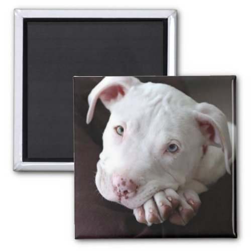 American Pit Bull Puppy Magnet