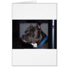 American Pit Bull Terrier