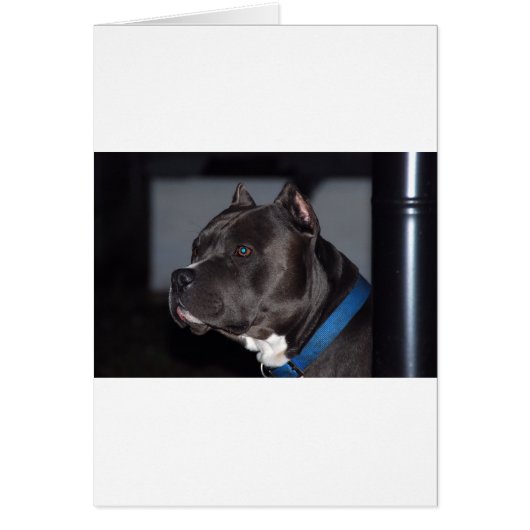 American Pit Bull Terrier (Front)