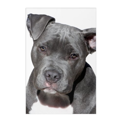American Pit Bull Terrier Acrylic Print