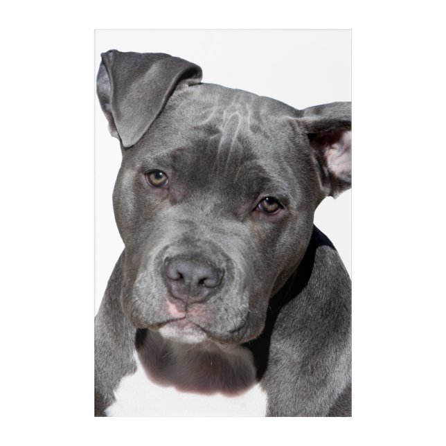 American Pit Bull Terrier Acrylic Print (Front)