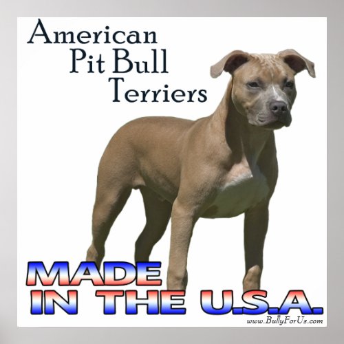 American Pit Bull Terrier APBT Poster