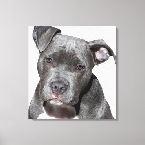 American Pit Bull Terrier Canvas Print