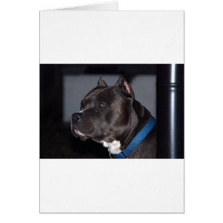 American Pit Bull Terrier Cards