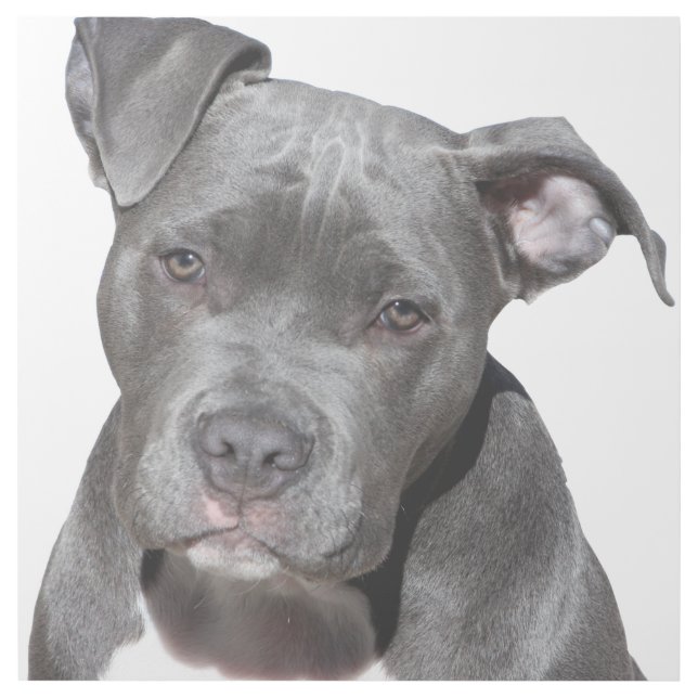 American Pit Bull Terrier Gallery Wrap (Front)