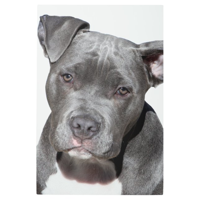 American Pit Bull Terrier Metal Print (Front)