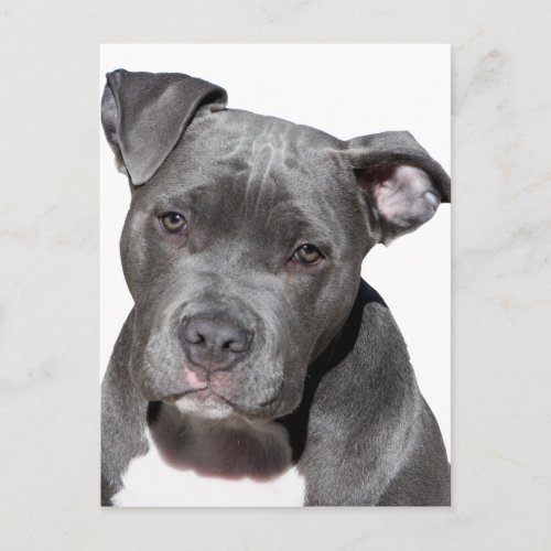 American Pit Bull Terrier Postcard
