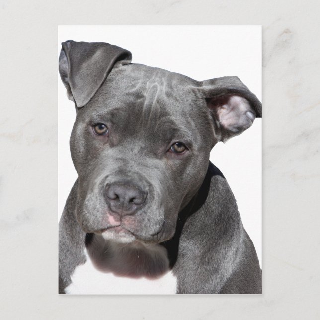 American Pit Bull Terrier Postcard (Front)