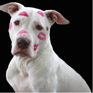 american pit bull terrier with kisses cutout