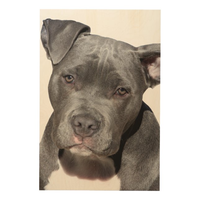 American Pit Bull Terrier Wood Wall Art (Front)