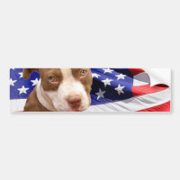 American Pitbull puppy Bumper Sticker
