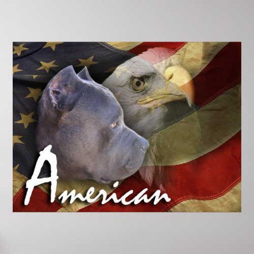 American Pitbull Terrier Dog Flag Bald Eagle Poster
