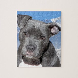 Blue gray nose Pitbull Jigsaw Puzzle