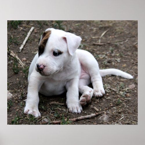 American PItbull Terrier Puppy Dog Poster