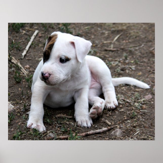 American PItbull Terrier Puppy Dog Poster (Front)