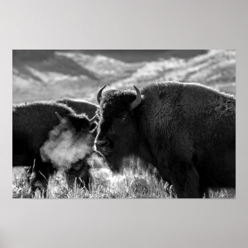 American Plains Bison Poster