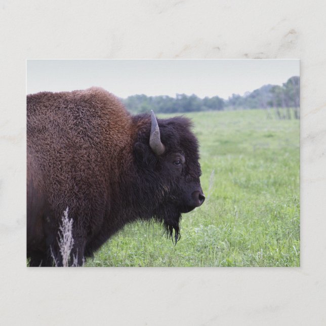 American Plains Buffalo Bison Postcard (Front)