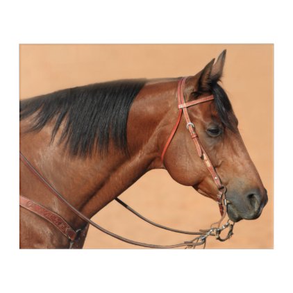 American quarter horse acrylic wall art