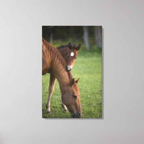 American Quarter horse mare and colt in field at Canvas Print