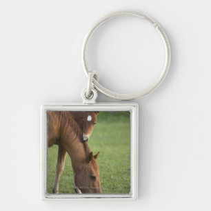 American Quarter horse mare and colt in field at Keychain