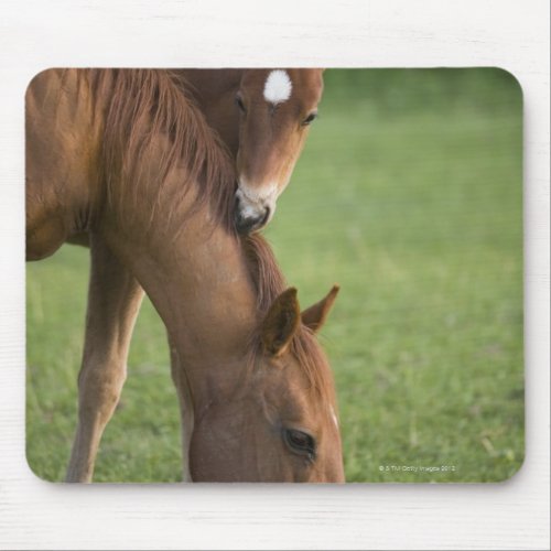 American Quarter horse mare and colt in field at Mouse Pad