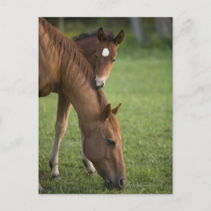 American Quarter horse mare and colt in field at Postcard