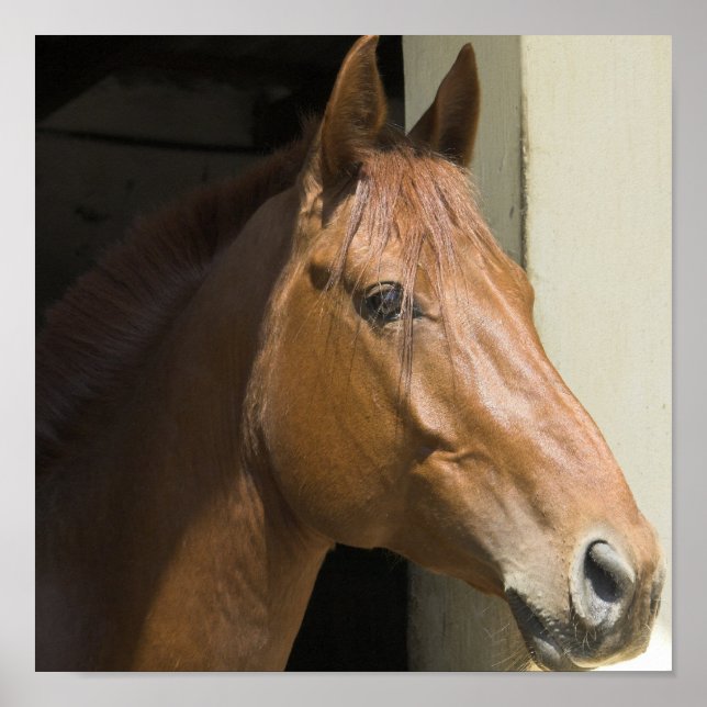 American Quarter Horse Photo Print (Front)