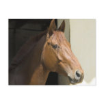 American Quarter Horse Postcard