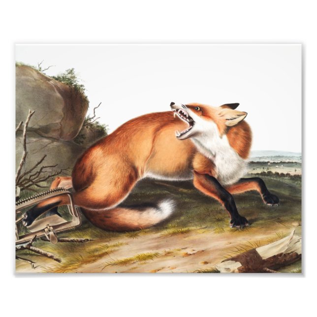 American Red Fox (Vulpes Fulvus) Illustration Photo Print (Front)